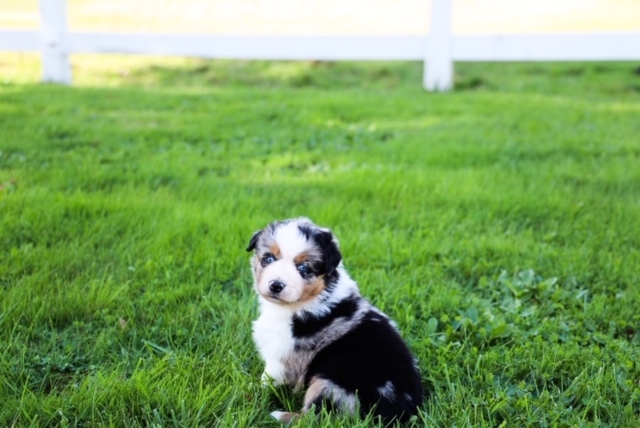 Congratulations to Jacob on your second LCA puppy 